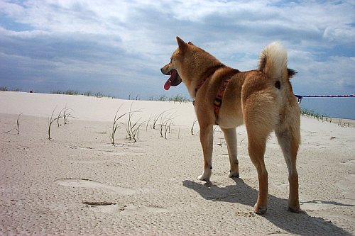 Baiko von der Kierstein Ranch