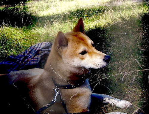 benjiro